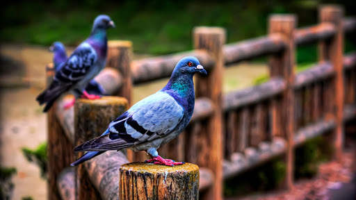 Lonely Pigeon. Birds Wallpapers स्क्रीनशॉट 3