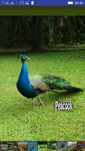 Bird Sounds screenshot 13