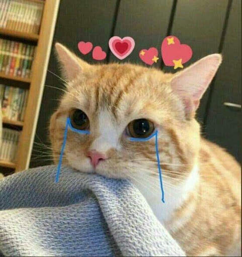 Cute cats beautiful Wallpaper screenshot 8