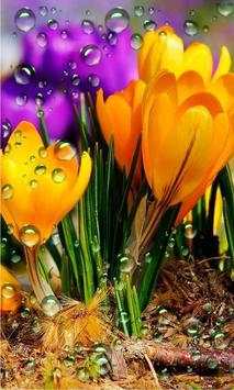 Crocus Free live wallpaper screenshot 4