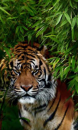 Tigre Live Wallpaper screenshot 3