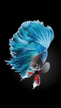 🐟 FREE Betta Fish No Live Wallpapers HD screenshot 2