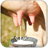 Milk Cow Game أيقونة