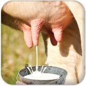 Milk Cow Game on 9Apps