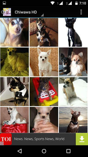 Chiwawa Dog HD Wallpaper screenshot 5