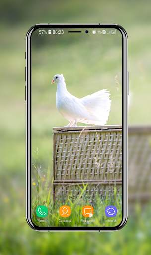 New Pigeon Wallpaper screenshot 4