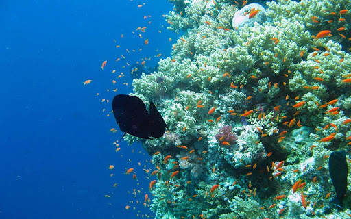 Aquarium Live Wallpapers screenshot 7