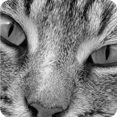 Find The Cat icon