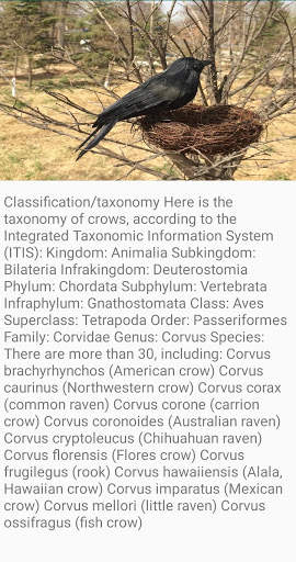 Crow Bird Fact screenshot 7