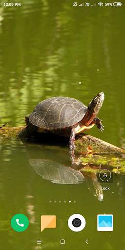 Turtle HD Wallpaper screenshot 5