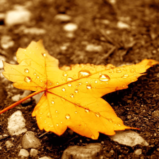 Autumn Wallpaper (4k) icon