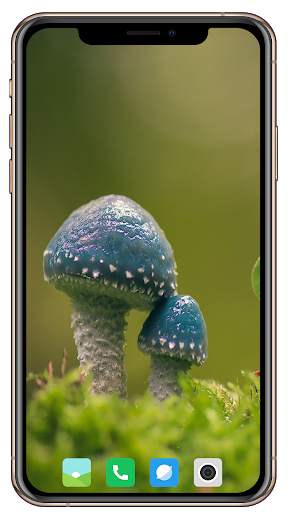 HD Mushroom Wallpaper screenshot 15