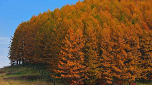 Autumn Wallpapers HD & 4k Backgrounds screenshot 23