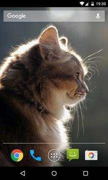 Cat Wallpaper screenshot 5