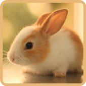 Cute Rabbits Wallpapers icon