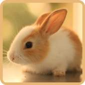 Cute Rabbits Wallpapers 1.0