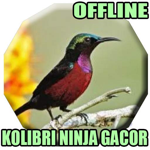 Suara Kolibri Ninja Gacor Mp3 1.0