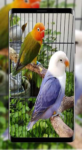 Wallpapers Love Bird Beutiful Best 4K screenshot 2