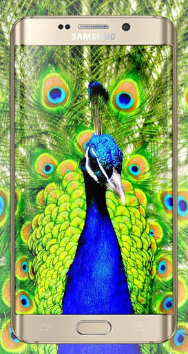 Bird HD Wallpaper screenshot 5