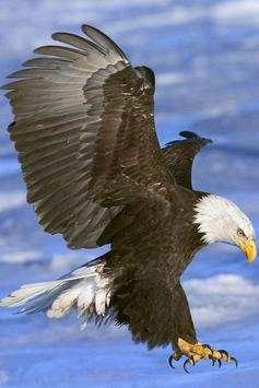 Birds Wallpaper screenshot 20