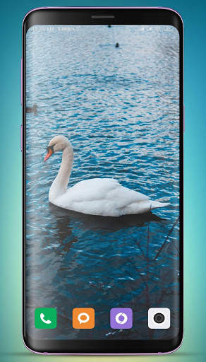 Swan Wallpaper screenshot 7