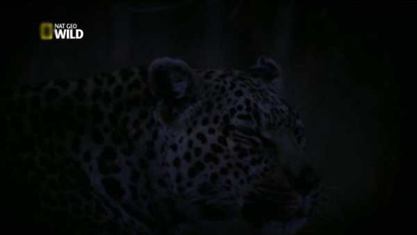 NATGEO WILD.LIVE screenshot 3