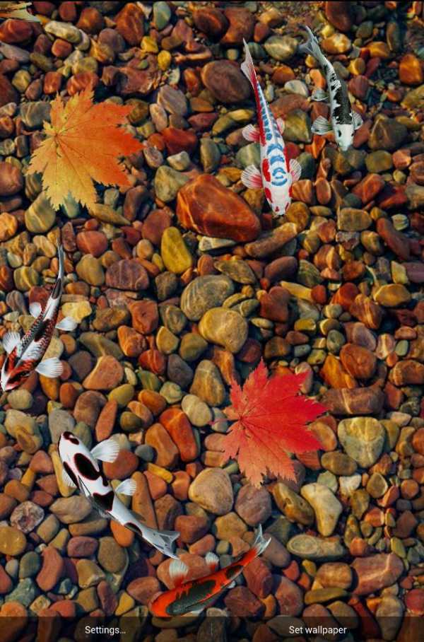 Koi Special Free Live Wallpaper screenshot 8