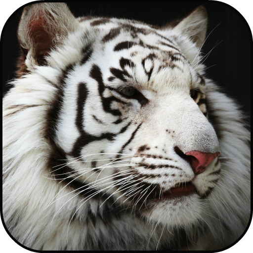 ikon White Tigers Lock Screen Wallpaper