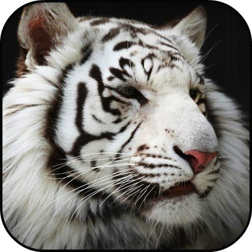 White Tigers Lock Screen Wallpaper 1.0