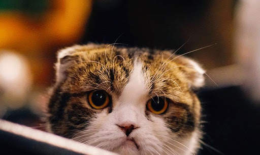 Sassy Cat Live Wallpaper screenshot 9