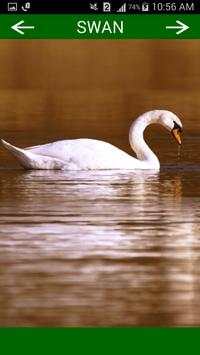 Birds Sounds स्क्रीनशॉट 8