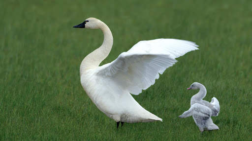 Swan Live Wallpaper : 7fon & LWP screenshot 6