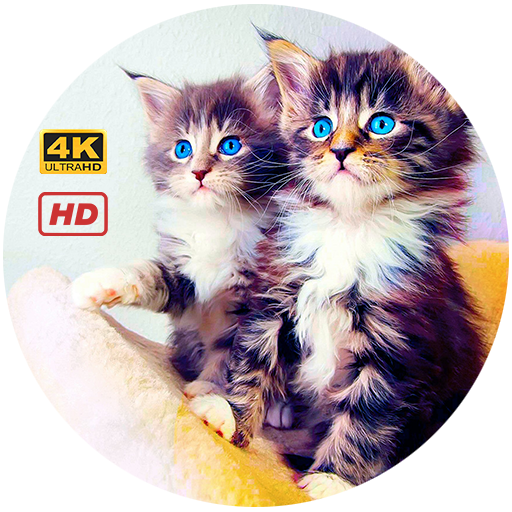 Cat Wallpapers HD 4K icon