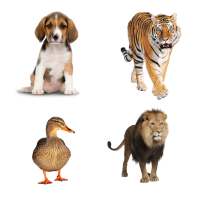Kids Learn Animals Sounds & Animals English Names on 9Apps