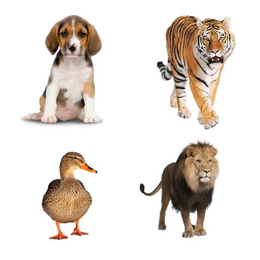 Kids Learn Animals Sounds & Animals English Names 1.2