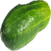 My Penis Size