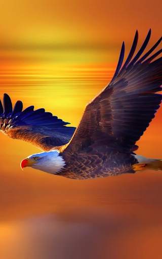 Eagle Live Wallpaper HD screenshot 1