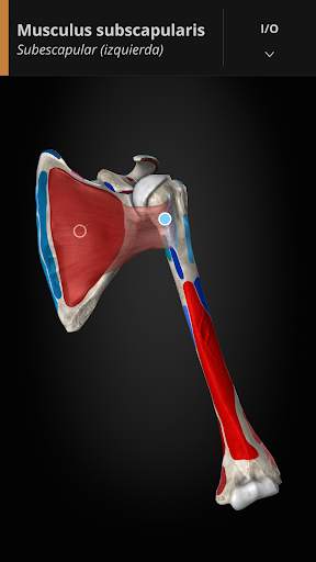 Anatomyka - Anatomía 3D screenshot 6