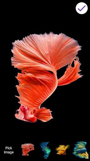 Betta Fish Lock Screen & Wallpaper screenshot 7