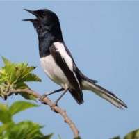 Suara Burung Kacer icon