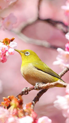 Bird Wallpapers HD screenshot 11