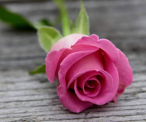 Pink Rose Wallpapers screenshot 3