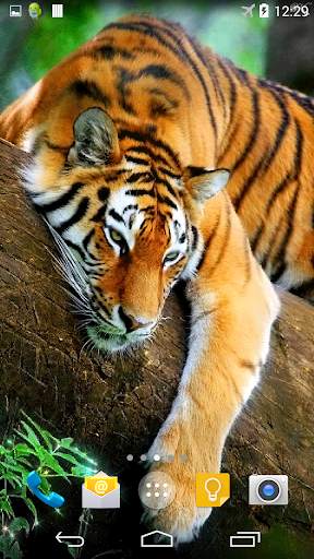 Tiger 3D Live Wallpaper screenshot 2
