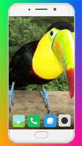 Toucan Bird HD Wallpaper Full HD screenshot 7