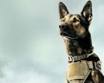 Belgian Malinois New Wallpapers Themes screenshot 5