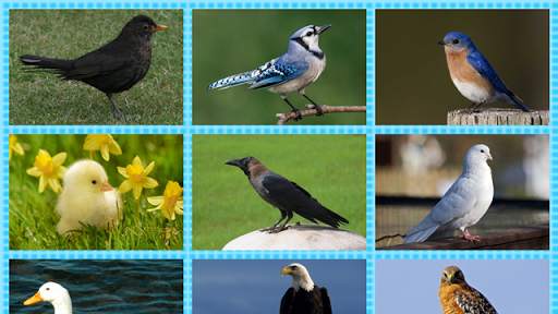Bird Center: Kids Learn Birds स्क्रीनशॉट 2