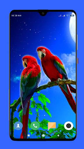Parrot Wallpaper HD screenshot 3