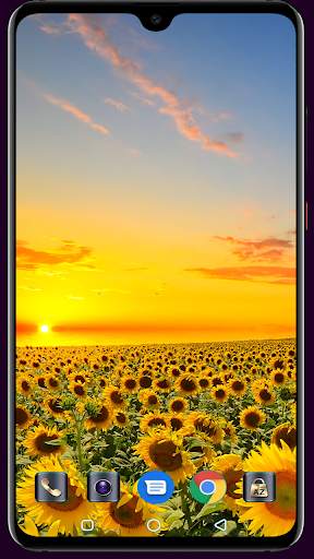 Sunflower Wallpaper 4K Latest स्क्रीनशॉट 3