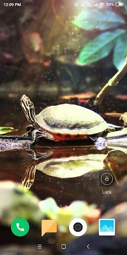 Turtle HD Wallpaper screenshot 1