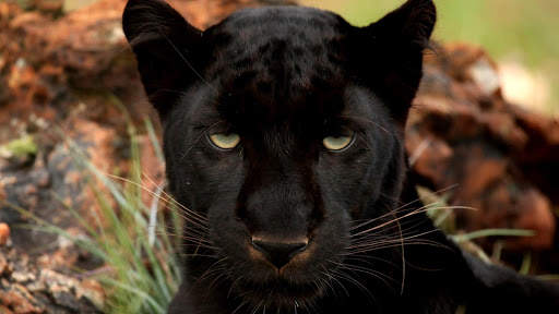 Panther Wallpapers: backgrounds hd screenshot 23